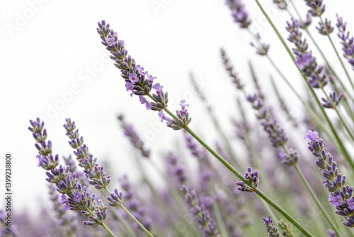 Obraz na płótnie Close-up of Lavender Flowers w salonie