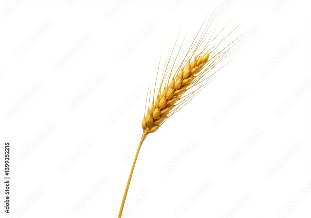 Single golden wheat stalk isolated against a plain white background in a studio setting shot close up Single golden wheat stalk isolated against a plain white background in a studio setting shot close up