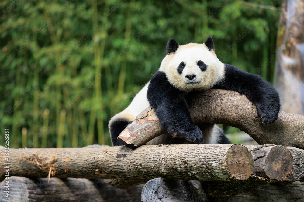Fototapeta premium One giant panda laying on tree logs looking at camera