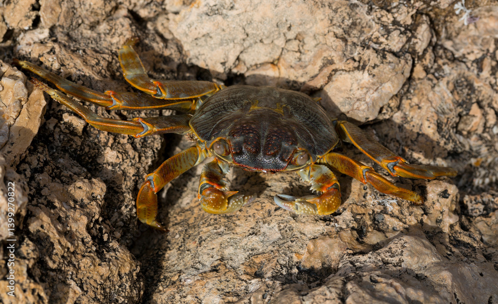 Grapsus albolineatus is a species of decapod crustacean in the family Grapsidae. Crab, on a reef rock. Fauna of the Sinai Peninsula. Grapsus albolineatus is a species of decapod crustacean in the family Grapsidae. Crab, on a reef rock. Fauna of the Sinai Peninsula.
