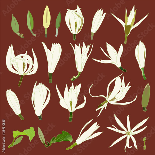 set white champaka flower (Magnolia × alba), Vector Isolated Illustration