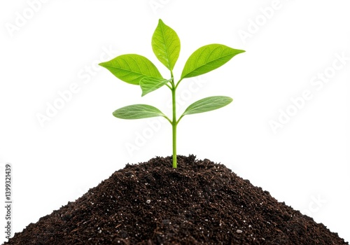 Wallpaper Mural A sprout growing from the soil isolated on white background Torontodigital.ca