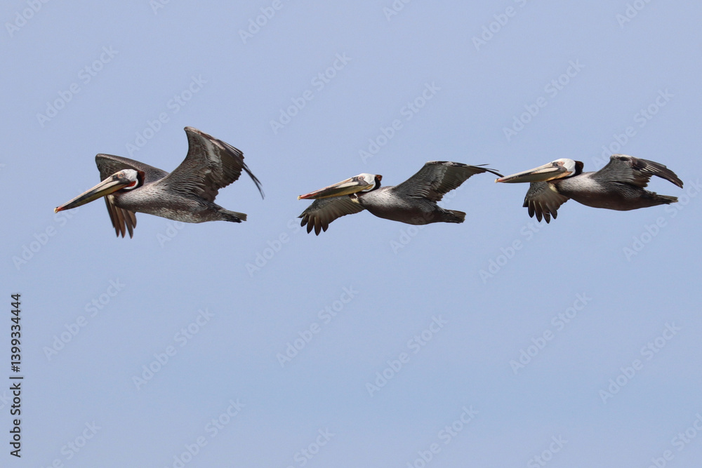 Three pelicans flying in a line, with a blue sky background