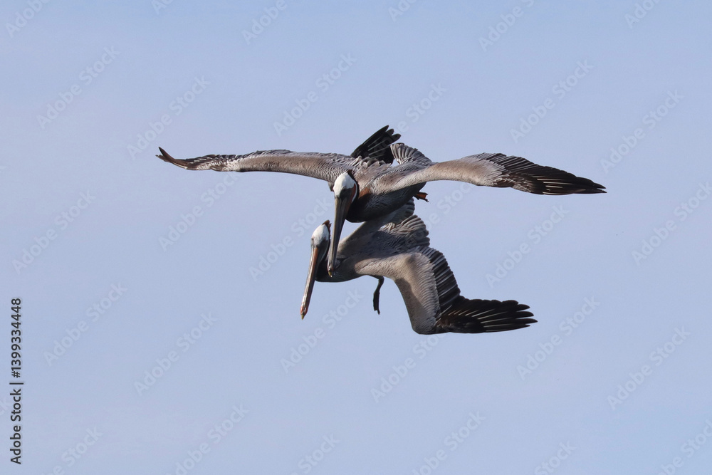 Two pelicans flying close together, jockeying for position to dive for a fish Two pelicans flying close together, jockeying for position to dive for a fish