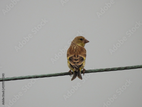 Oriental greenfinch on a power line