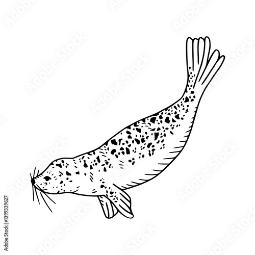 spotted seal vector illustration