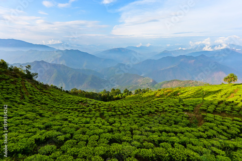 Canvastavla Magical green tea bushes with layers of blue mountain.
