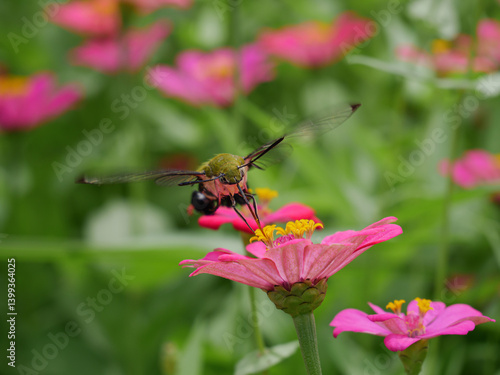 Pellucid Hawkmoth Pollinating Pink Zinnia Flower in Bloom