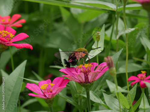 Pellucid Hawkmoth Pollinating Pink Zinnia Flower in Bloom