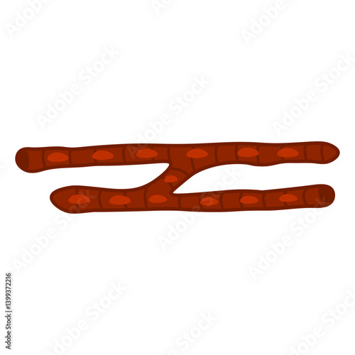 cardiac muscle