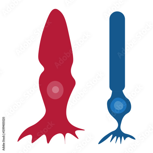 Cone cell and rod cell 
