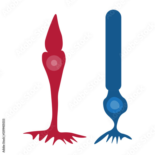 Cone cell and rod cell 