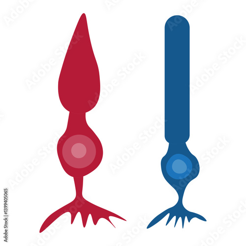 Cone cell and rod cell 