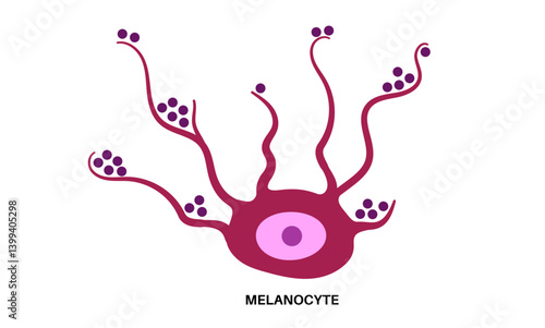 Melanin and melanocytes