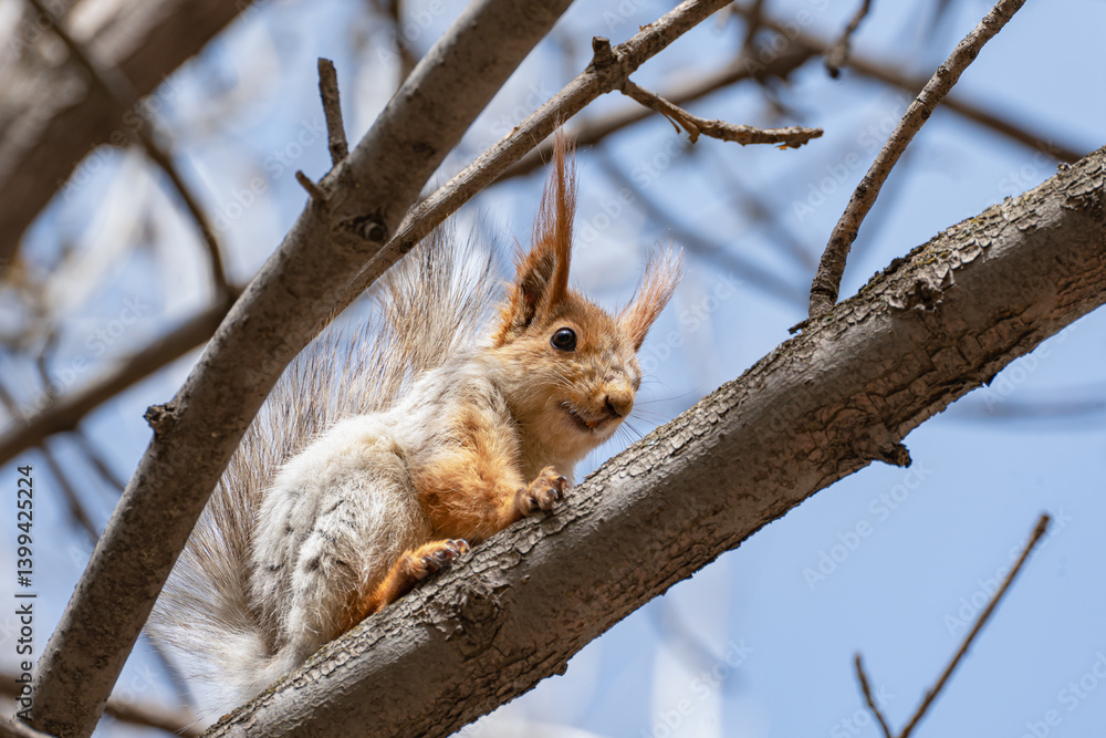 A young red molting squirrel sits on a tree branch in spring and looks down into the camera, its orange incisors are clearly visible, view from below. A young red molting squirrel sits on a tree branch in spring and looks down into the camera, its orange incisors are clearly visible, view from below.
