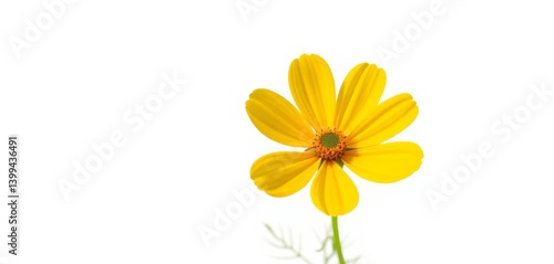 Wallpaper Mural Single yellow cosmos flower, isolated on white background, texture, garden Torontodigital.ca