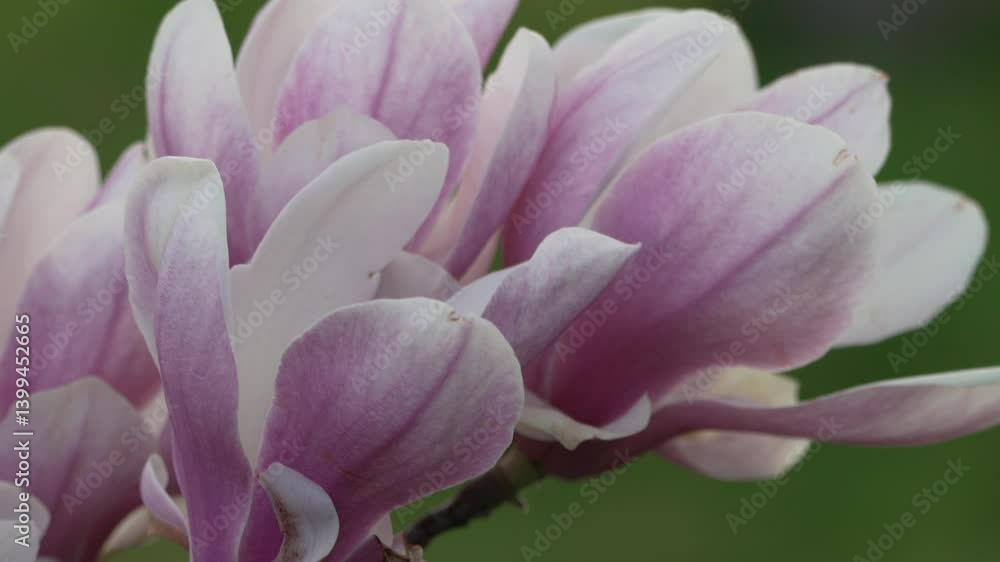 Magnolia Blossom Flower: Close-up pink-white magnolia blooms outdoors during daytime for ornamental beauty. Magnolia Blossom Flower: Close-up pink-white magnolia blooms outdoors during daytime for ornamental beauty.