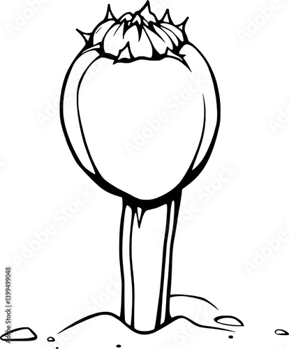 Line Drawing Of A Single Poppy Seed Pod Emerging From Soil