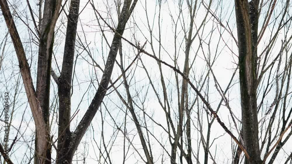 close up of leafless tree trunks and branches in winter against overcast pale sky close up of leafless tree trunks and branches in winter against overcast pale sky