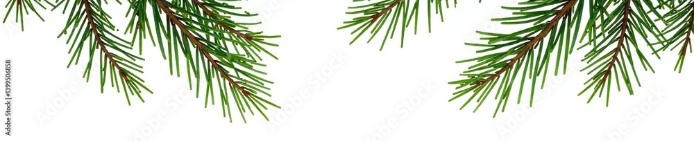 Fototapeta premium Branches of a coniferous tree against white background, conifer, isolated