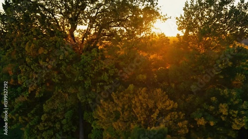 Tilt video to expose clusters of vibrant holm oak trees dominating a tranquil forest, setting sun casts a warm, golden glow across the textured bark