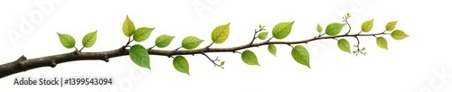 A long branch stretching across the top of a white background, branch, leaves, twiggy