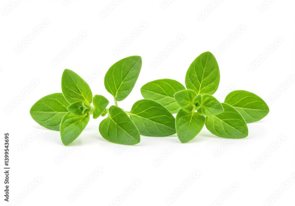 A close up shot of two sprigs of fresh oregano against a stark white background in a studio setting A close up shot of two sprigs of fresh oregano against a stark white background in a studio setting