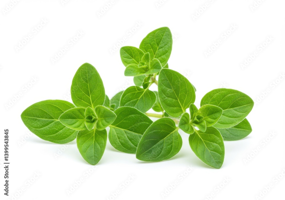 Close up view of fresh oregano sprigs with green leaves isolated against a plain white background space Close up view of fresh oregano sprigs with green leaves isolated against a plain white background space