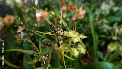 an exotic orchid shows off