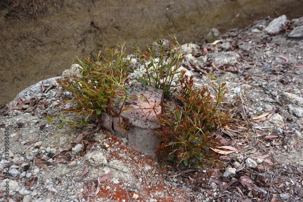 Fototapeta premium A resilient tree stump with vibrant new growth sprouting from its center, surrounded by rocky soil and small plants. This natural scene symbolizes regrowth and the persistence of life.