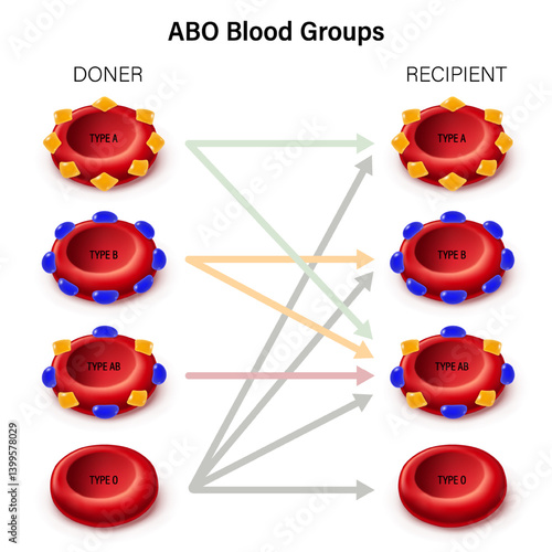 ABO Blood Groups. Donor and recipients. Blood type compatibility. Blood types.
