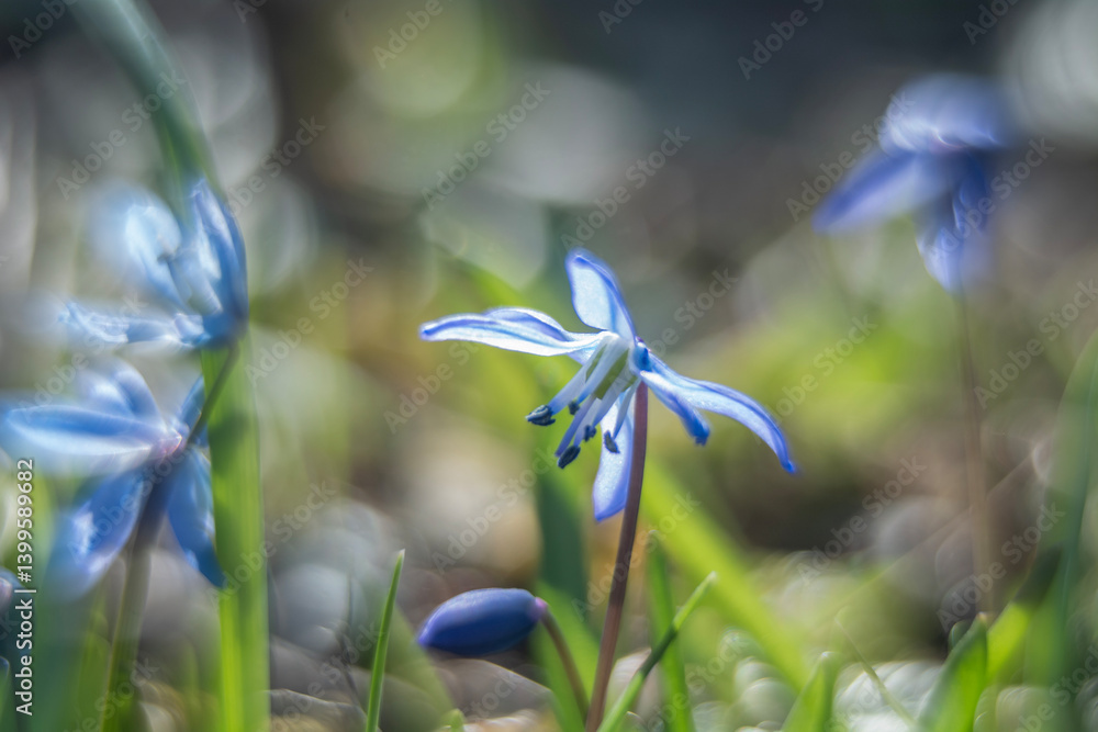 Spring flowers in macro photos.