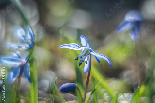 Obraz na płótnie Spring flowers in macro photos. w salonie