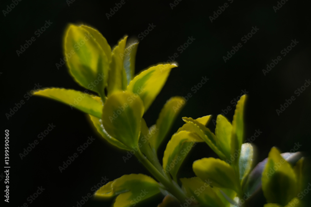 Spring flowers in macro photos.