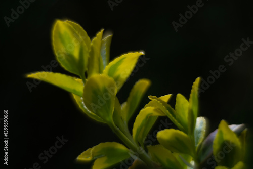 Obraz na płótnie Spring flowers in macro photos. w salonie