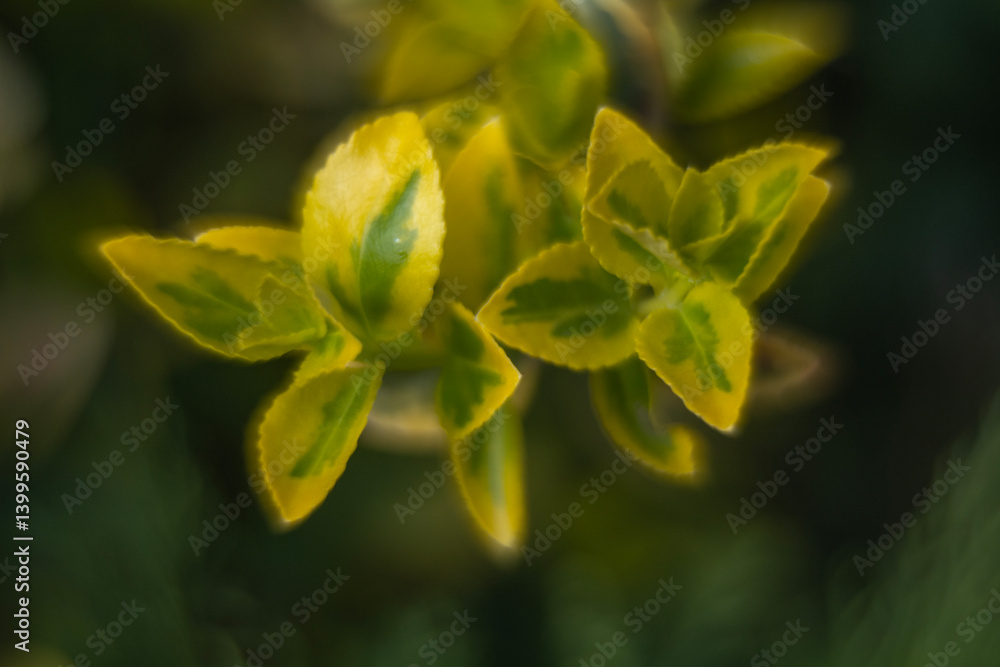 Fototapeta premium Spring flowers in macro photos.