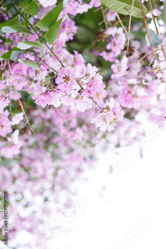Queens Flower or Inthanin flower in Thailand, Queens crape myrtle, Pride of India, Jarul, banaba plant, Lagerstroemia speciosa, cheerful blooming in park.