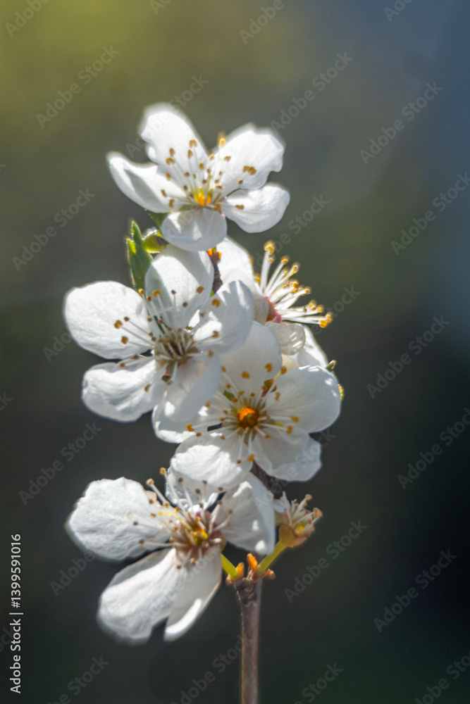 Spring flowers in macro photos.