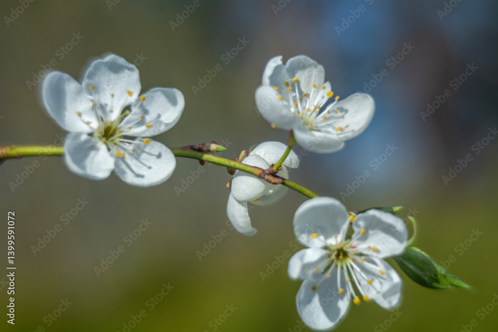 Spring flowers in macro photos.