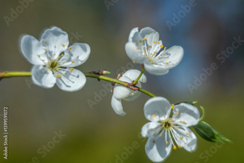 Spring flowers in macro photos.