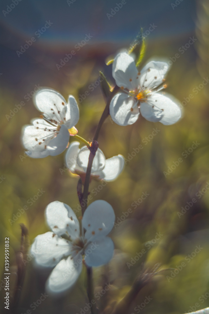 Spring flowers in macro photos.