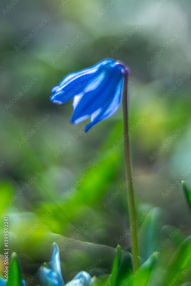 Spring flowers in macro photos.