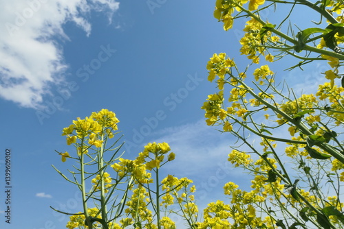 菜の花