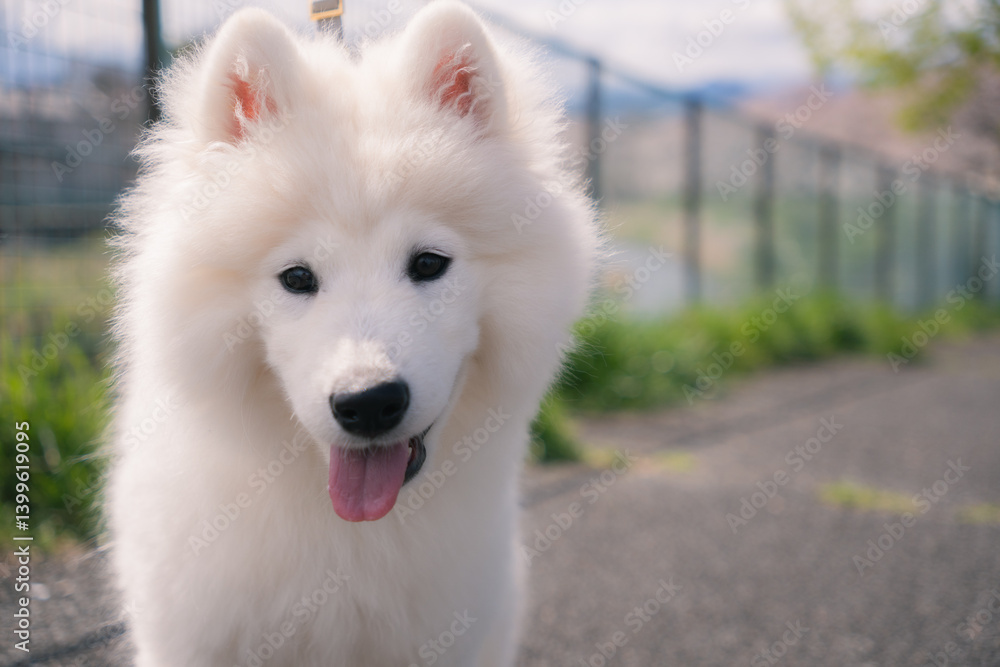 春の犬 春の犬