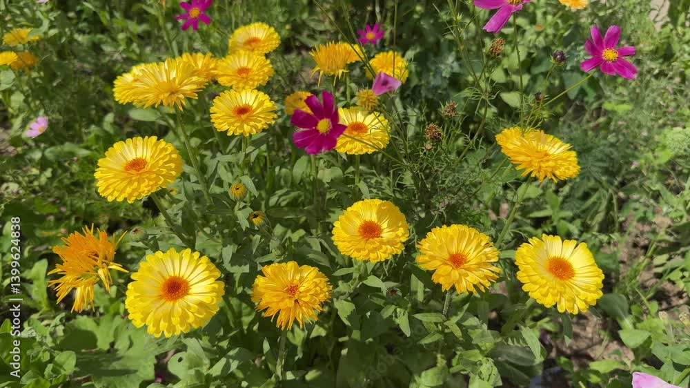 Calendula flowers on green nature summer background, selective focus. Calendula medicinal plant. Common marigold - Calendula officinalis blooming in summer. Calendula flowers on green nature summer background, selective focus. Calendula medicinal plant. Common marigold - Calendula officinalis blooming in summer.