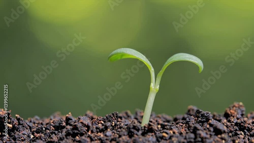 The Green Seedling in Soil