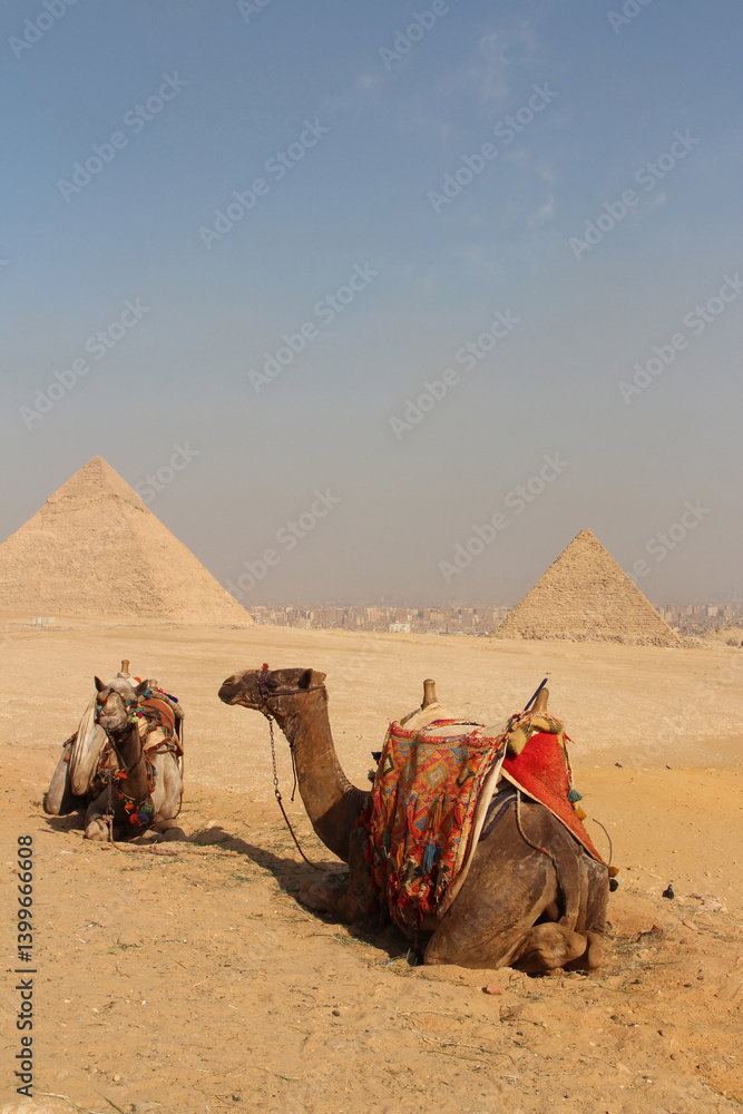 Fototapeta premium Camels and Giza Pyramids as background on a sunny day, Egypt