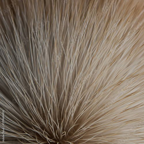 Soft Light Tan and White Ca...