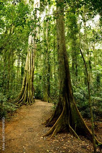 Regewald Pfad im Hinterland  von Sunshine Coast, Australien