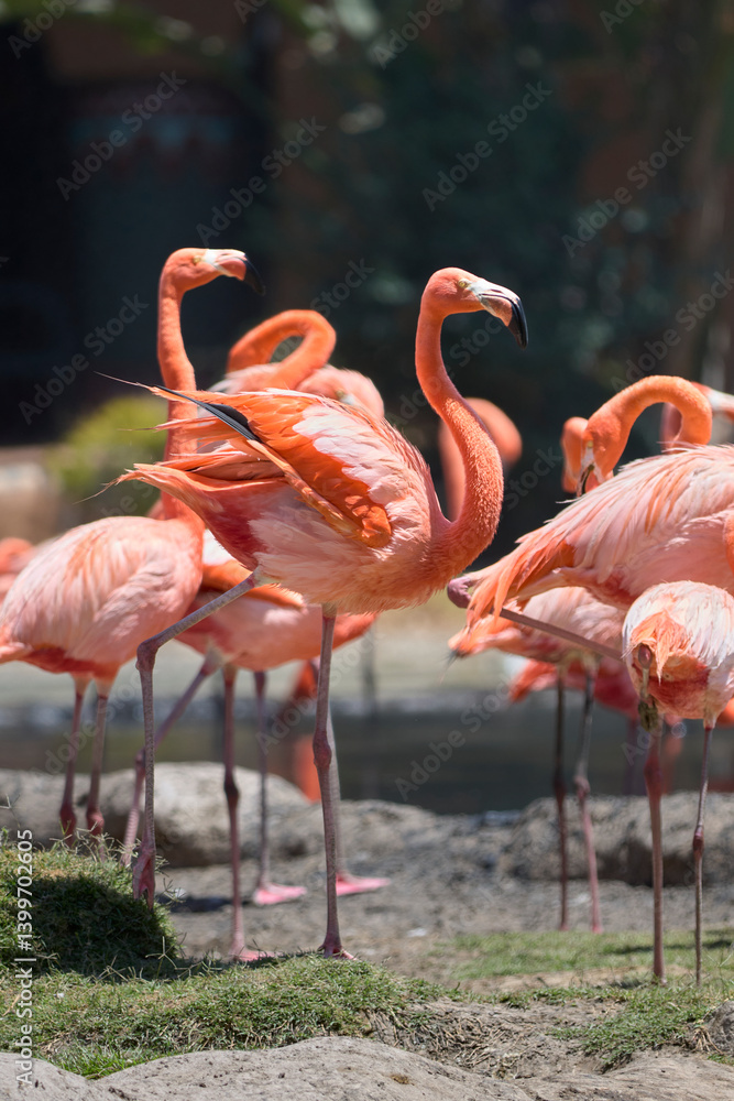 Vibrant flamingos standing together in a zoo habitat Vibrant flamingos standing together in a zoo habitat